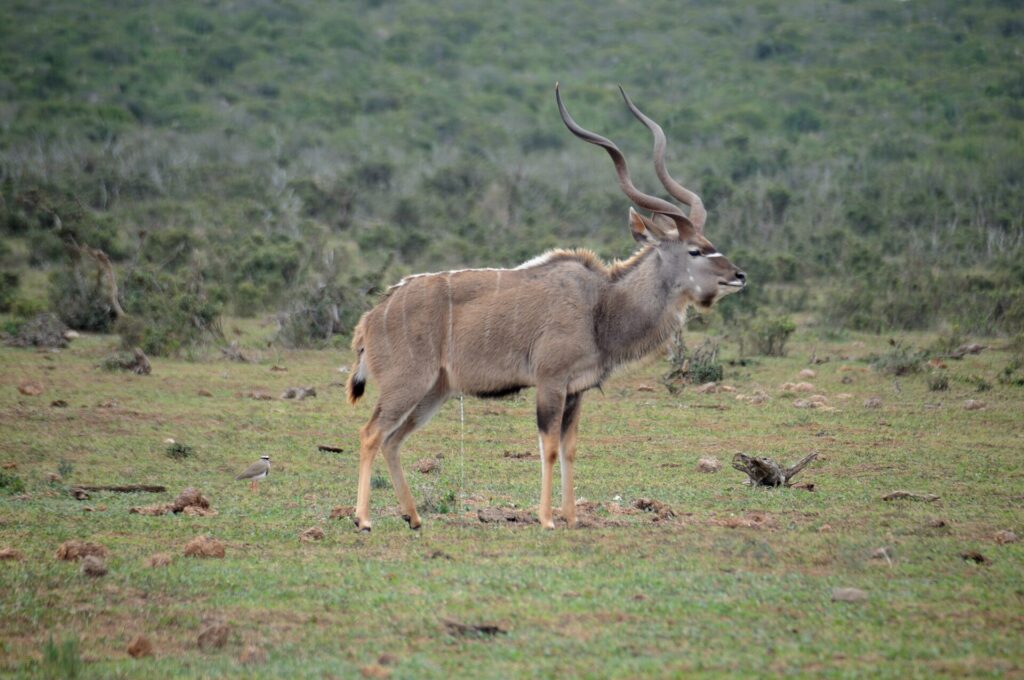 Un kudu maggiore maschio di profilo sull'erba bassa, le lunghe corna a spirale e sottili strisce bianche sul fianco, una pavoncella coronata a terra e la boscaglia fitta dietro