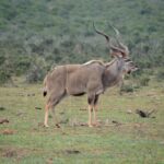 Un kudu maggiore maschio di profilo sull'erba bassa, le lunghe corna a spirale e sottili strisce bianche sul fianco, una pavoncella coronata a terra e la boscaglia fitta dietro