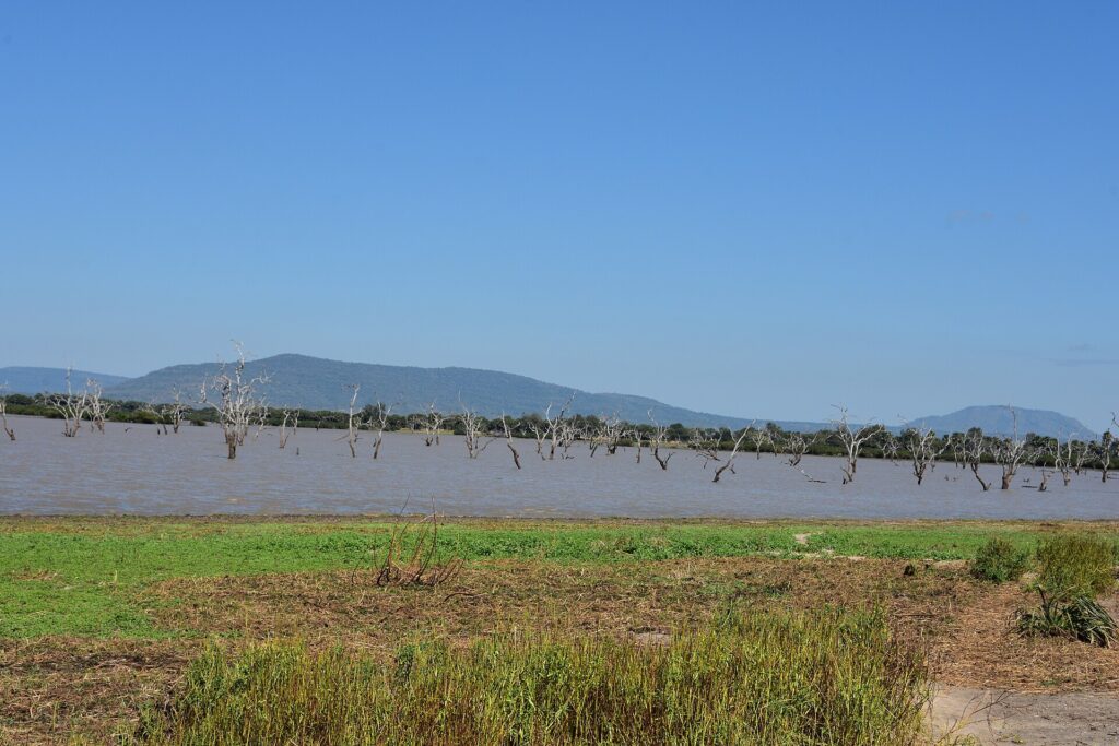 Alberi morti dritti nell'acqua scura di un lago, colline blu all'orizzonte e una riva d'erba verde