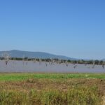 Alberi morti dritti nell'acqua scura di un lago, colline blu all'orizzonte e una riva d'erba verde