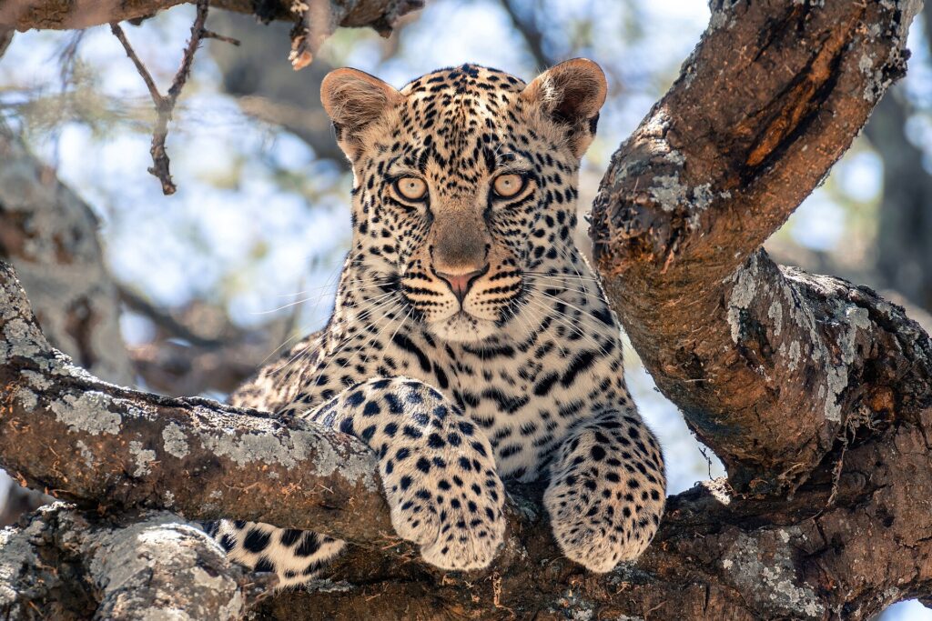 Un giovane leopardo sdraiato su un grosso ramo guarda dritto verso l'obiettivo