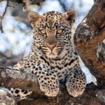 Un giovane leopardo sdraiato su un grosso ramo guarda dritto verso l'obiettivo
