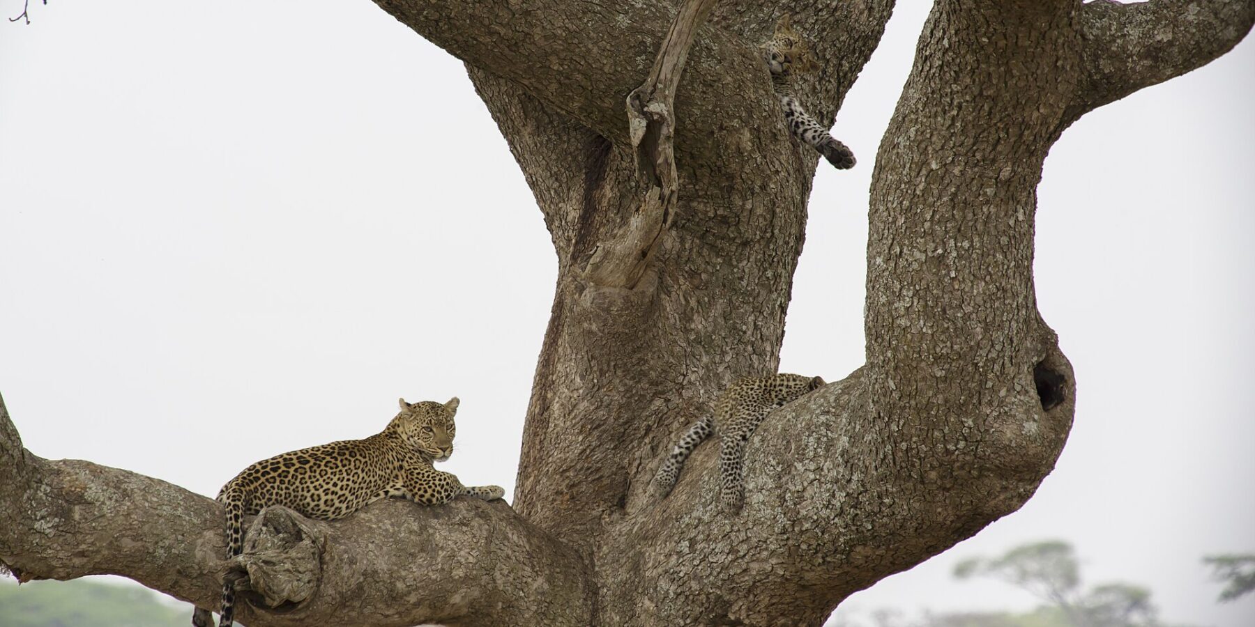 Due leopardi su un grande albero: uno, sdraiato su un grosso ramo, guarda lontano, mentre un giovane più in alto lascia penzolare una zampa