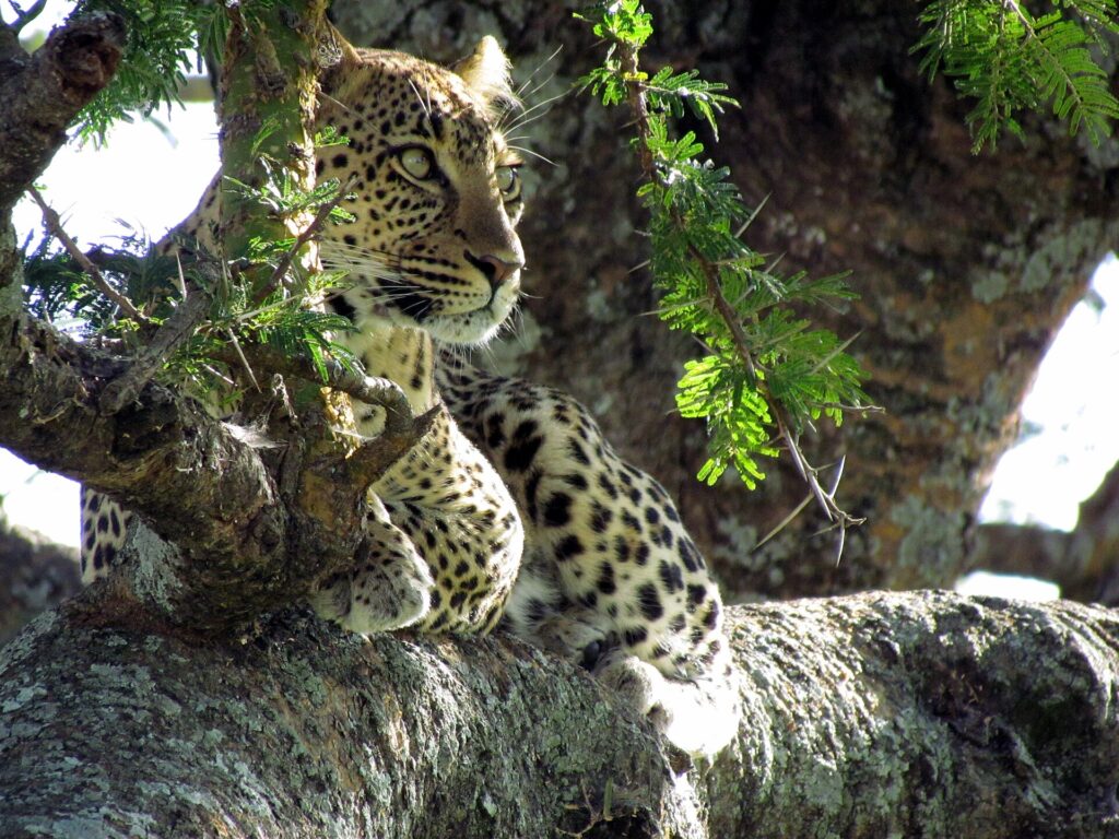 Un leopardo sdraiato nella biforcazione di un'acacia guarda verso sinistra, con le macchie nere ben nette sul manto chiaro