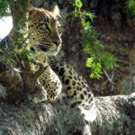 Un leopardo sdraiato nella biforcazione di un'acacia guarda verso sinistra, con le macchie nere ben nette sul manto chiaro