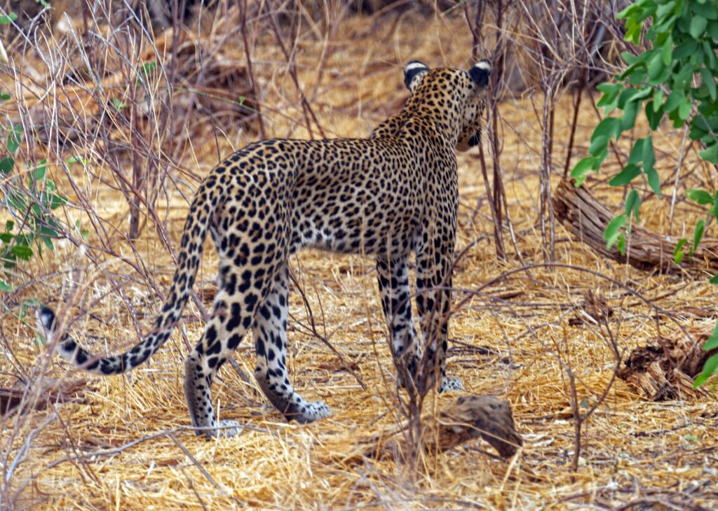 Un leopardo visto da dietro si allontana nell'erba secca tra cespugli spogli, la coda sollevata e arricciata