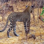 Un leopardo visto da dietro si allontana nell'erba secca tra cespugli spogli, la coda sollevata e arricciata