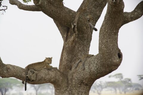 Due leopardi su un grande albero: uno, sdraiato su un grosso ramo, guarda lontano, mentre un giovane più in alto lascia penzolare una zampa