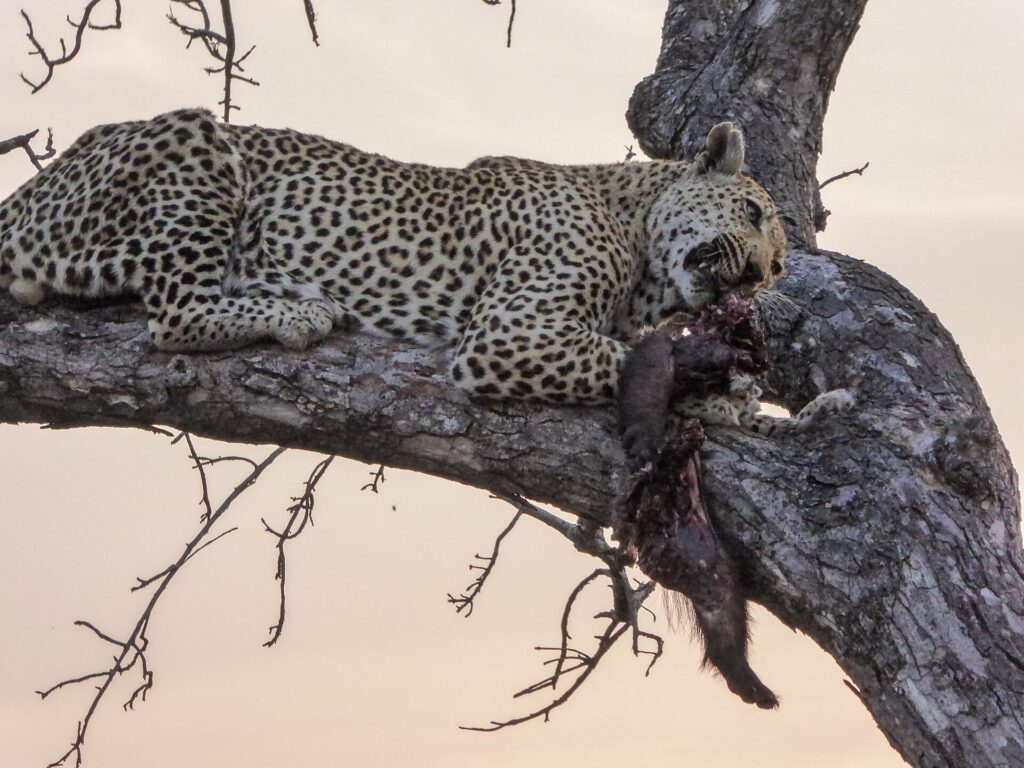 Un leopardo disteso per tutta la sua lunghezza su un grosso ramo al crepuscolo tiene in bocca una preda dal pelo scuro, il cielo rosa dietro i rami spogli