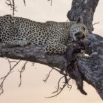 Un leopardo disteso per tutta la sua lunghezza su un grosso ramo al crepuscolo tiene in bocca una preda dal pelo scuro, il cielo rosa dietro i rami spogli