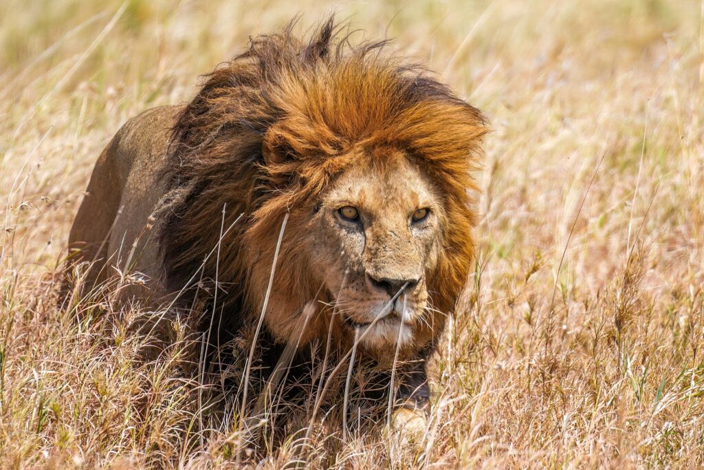 Un leone dalla criniera rossiccia avanza nell'erba alta e secca, lo sguardo fisso alla sua destra