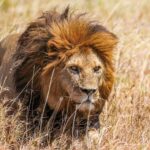 Un leone dalla criniera rossiccia avanza nell'erba alta e secca, lo sguardo fisso alla sua destra