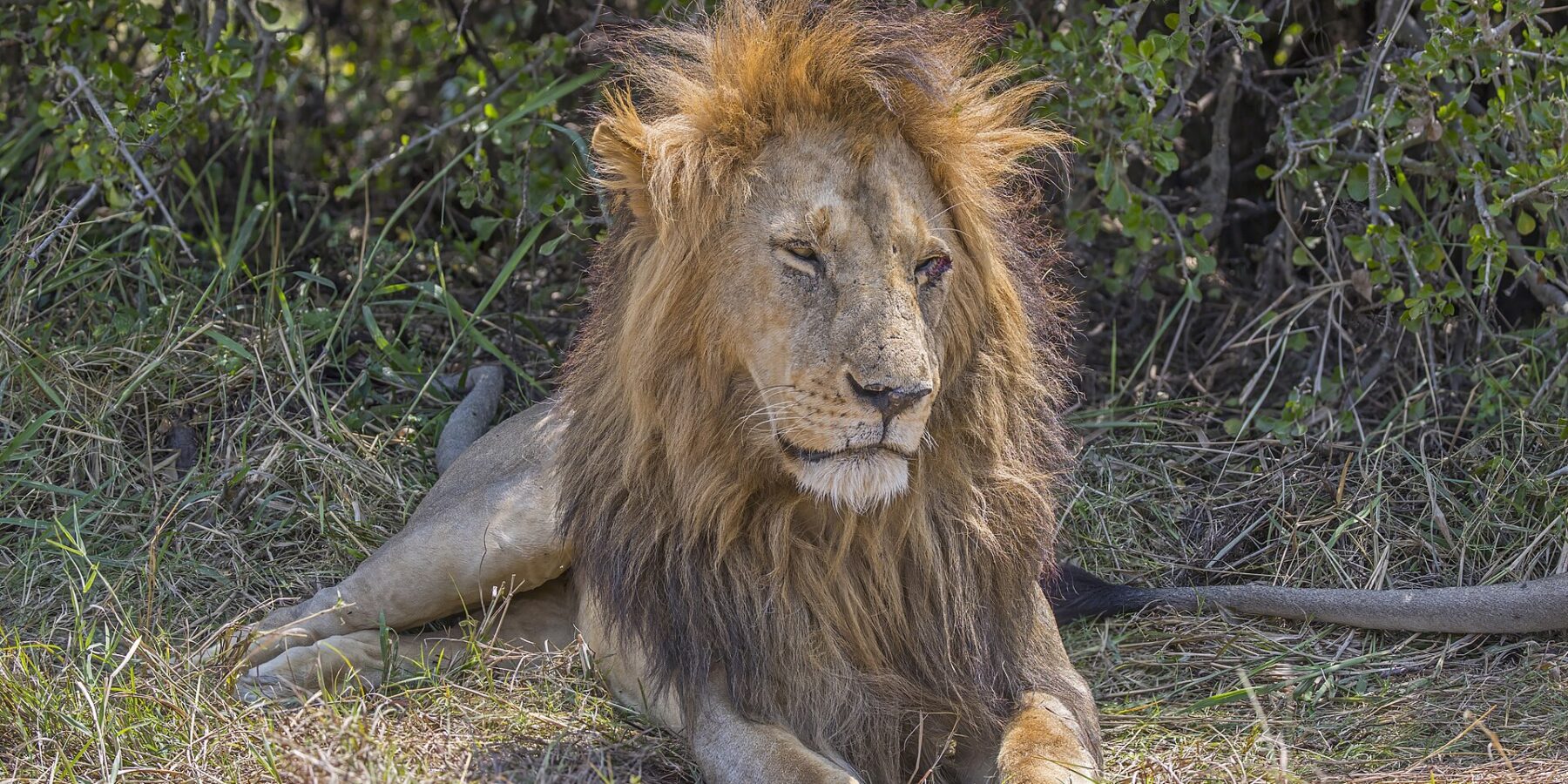 Un leone maschio sdraiato nell'erba davanti a un cespuglio, la folta criniera scompigliata dal vento, gli occhi socchiusi
