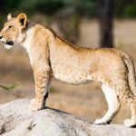 Un giovane leone in piedi di profilo su un termitaio, con macchie ancora visibili sul ventre e sulle zampe