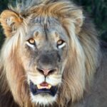 Ritratto frontale di un leone maschio dalla criniera bionda e folta, le fauci socchiuse e gli occhi ambrati fissi sull'obiettivo, fogliame scuro dietro