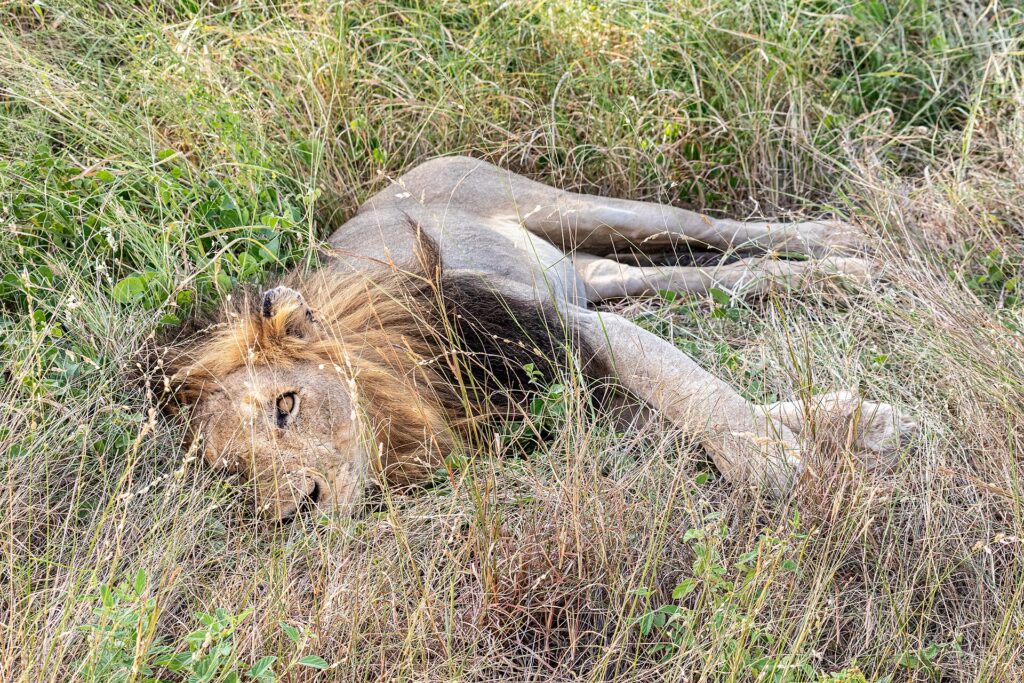 Un leone maschio dalla criniera scura sdraiato su un fianco nell'erba alta e verde, un occhio aperto verso l'obiettivo e le zampe distese