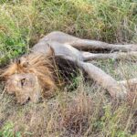 Un leone maschio dalla criniera scura sdraiato su un fianco nell'erba alta e verde, un occhio aperto verso l'obiettivo e le zampe distese