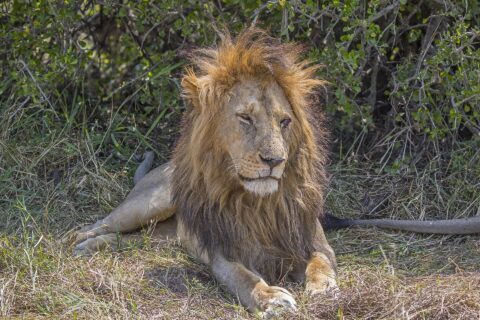 Un leone maschio sdraiato nell'erba davanti a un cespuglio, la folta criniera scompigliata dal vento, gli occhi socchiusi