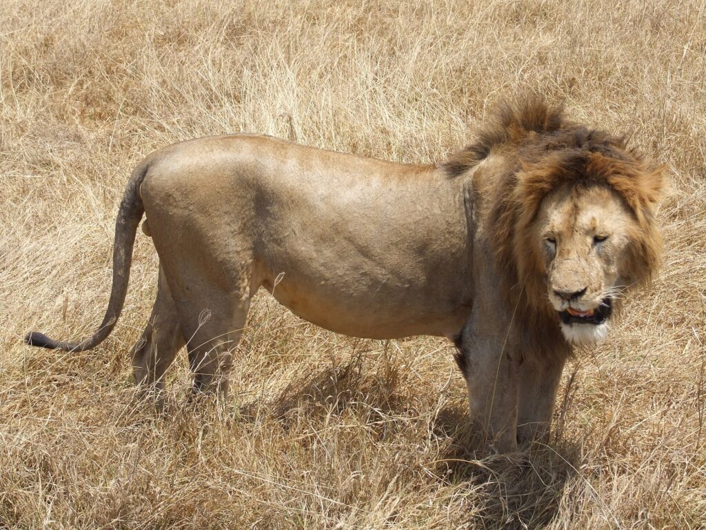 Un leone maschio dalla criniera scura in piedi di profilo nell'erba secca, la testa girata verso l'obiettivo