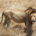 Un leone maschio dalla criniera scura in piedi di profilo nell'erba secca, la testa girata verso l'obiettivo