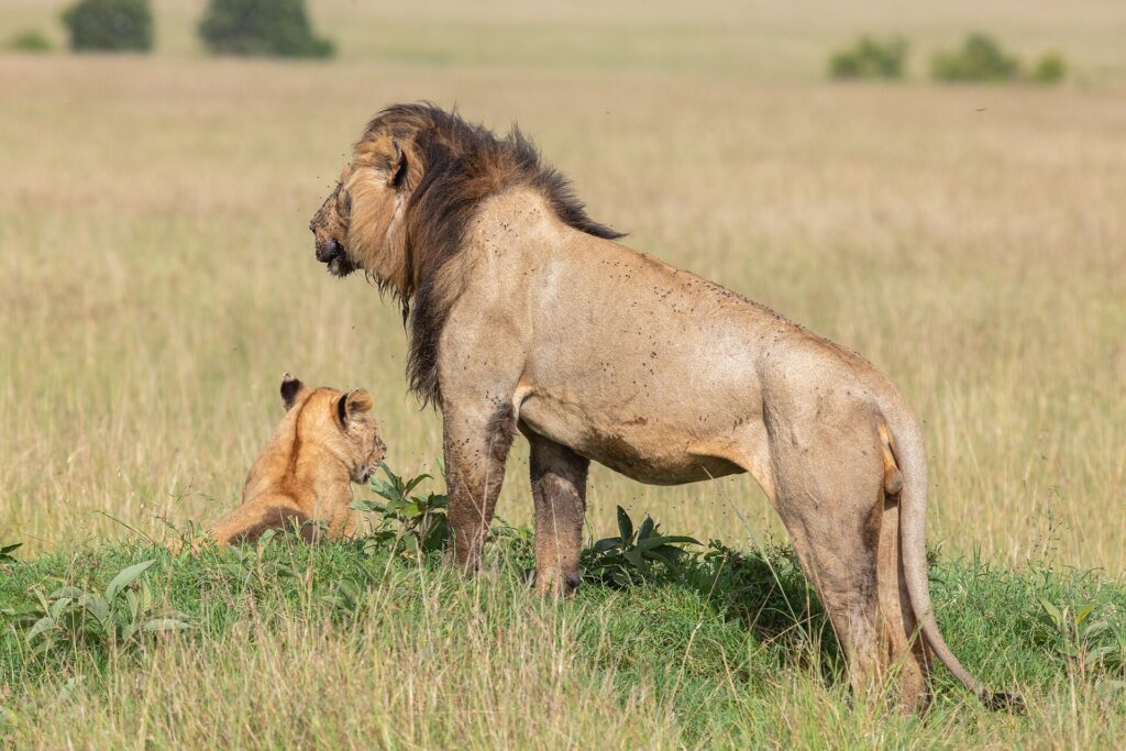 Un leone maschio dalla criniera scura, in piedi di profilo e coperto di mosche, guarda la pianura accanto a un cucciolo seduto nell'erba
