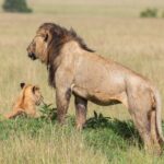 Un leone maschio dalla criniera scura, in piedi di profilo e coperto di mosche, guarda la pianura accanto a un cucciolo seduto nell'erba