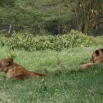 Due leonesse sdraiate nell'erba verde alta, una di profilo, davanti a un bosco di acacie dalla corteccia gialla