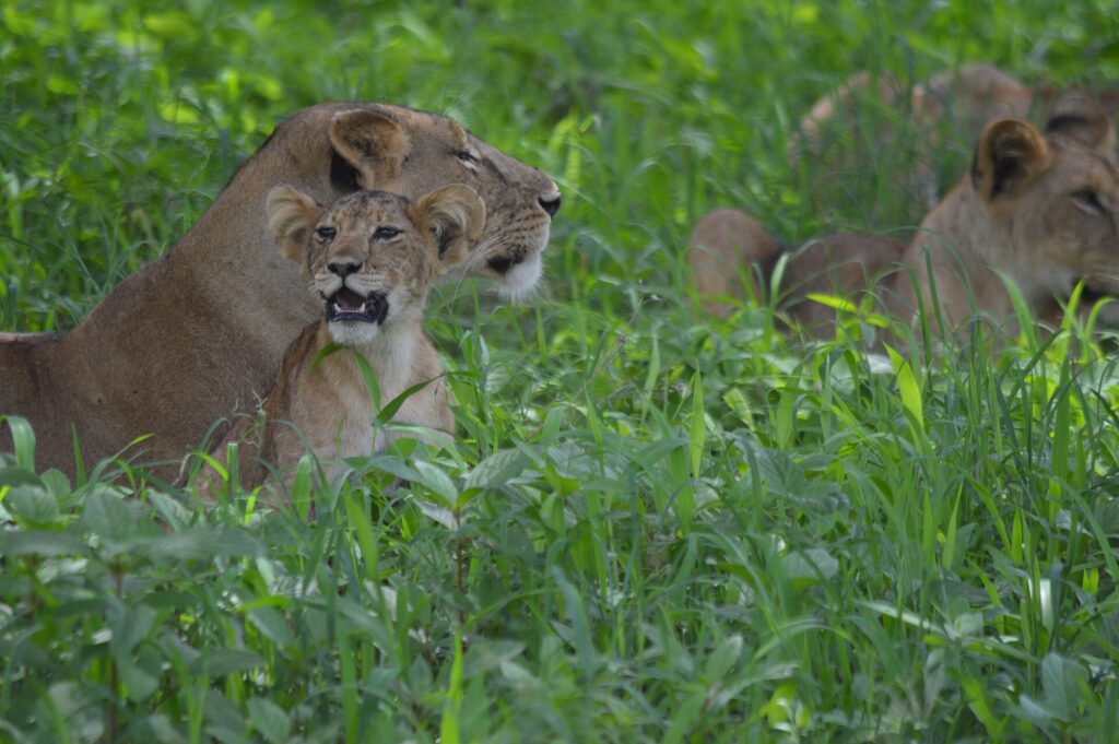 Una leonessa sdraiata nell'erba alta e verde, un cucciolo contro di lei con la bocca aperta, una seconda leonessa dietro