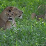 Una leonessa sdraiata nell'erba alta e verde, un cucciolo contro di lei con la bocca aperta, una seconda leonessa dietro