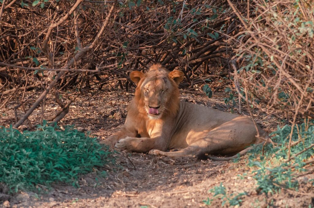 Un giovane leone maschio sdraiato sotto un cespuglio spinoso si lecca il naso, cicatrici sul muso