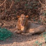 Un giovane leone maschio sdraiato sotto un cespuglio spinoso si lecca il naso, cicatrici sul muso