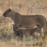 Una leonessa in piedi di profilo nell'erba secca, una seconda sdraiata e un cucciolo ai suoi piedi