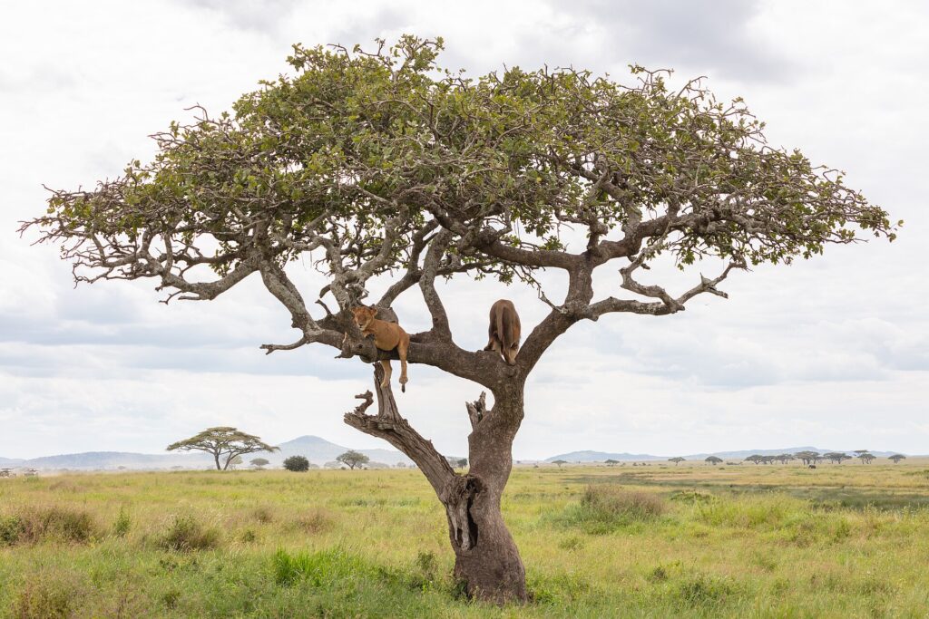 Due leoni sdraiati sui rami di un grande albero isolato, sopra una pianura d'erba verde