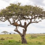 Due leoni sdraiati sui rami di un grande albero isolato, sopra una pianura d'erba verde