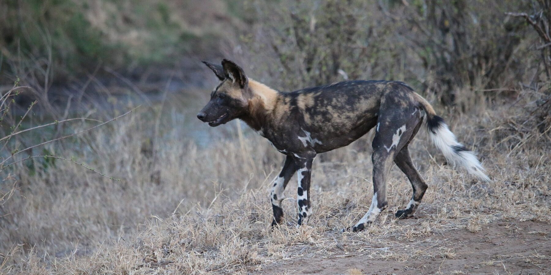 Un licaone cammina di profilo nell'erba secca, il manto marmorizzato di nero, fulvo e crema, le grandi orecchie rotonde dritte e la coda dalla punta bianca