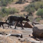 Due licaoni attraversano una lastra di roccia, quello in testa porta un collare GPS, con una collina secca e cespugli dietro