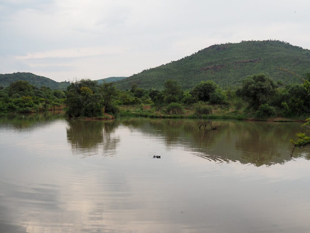 La testa di un ippopotamo affiora in mezzo all'acqua scura e calma della diga di Mankwe, alberi sulla riva e una collina verde del cratere dietro