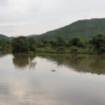 La testa di un ippopotamo affiora in mezzo all'acqua scura e calma della diga di Mankwe, alberi sulla riva e una collina verde del cratere dietro