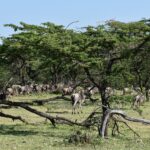 Una mandria di gnu passa sotto le acacie, tra rami secchi caduti nell'erba