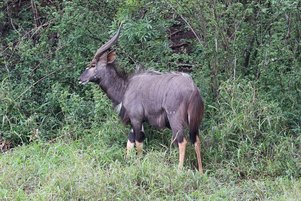 Un nyala maschio di profilo nella vegetazione verde, mantello grigio-bruno ispido, corna a spirale con la punta chiara, macchie bianche sulla guancia e zampe fulve in basso