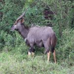 Un nyala maschio di profilo nella vegetazione verde, mantello grigio-bruno ispido, corna a spirale con la punta chiara, macchie bianche sulla guancia e zampe fulve in basso
