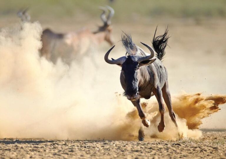 Uno gnu al galoppo nella polvere, con delle antilopi dietro