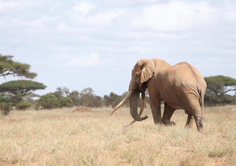 Un elefante dalle lunghe zanne nell'erba secca, davanti alle acacie
