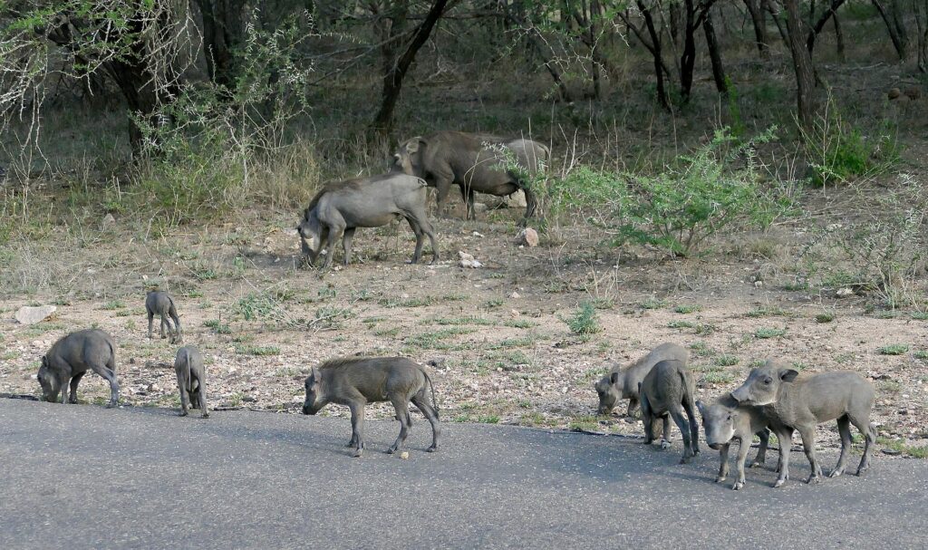Una famiglia di facoceri, due adulti e cinque piccoli, bruca sul bordo di una strada asfaltata davanti alla boscaglia secca