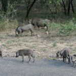 Una famiglia di facoceri, due adulti e cinque piccoli, bruca sul bordo di una strada asfaltata davanti alla boscaglia secca