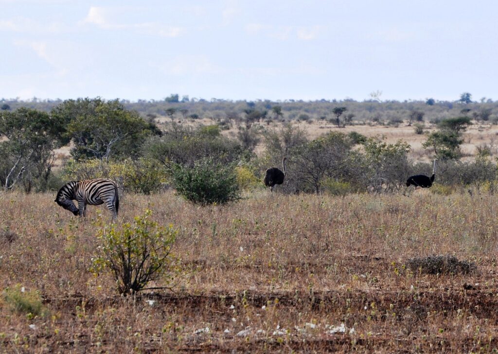 Una zebra si gratta la testa con una zampa posteriore nell'erba secca, dietro di lei due struzzi, una femmina bruna e un maschio nero, cespugli e un orizzonte piatto