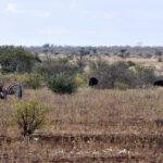 Una zebra si gratta la testa con una zampa posteriore nell'erba secca, dietro di lei due struzzi, una femmina bruna e un maschio nero, cespugli e un orizzonte piatto