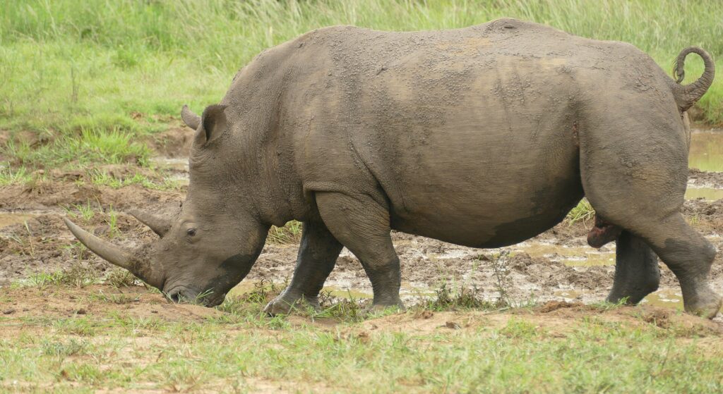 Un rinoceronte bianco maschio di profilo, coperto di fango, bruca a testa bassa sul bordo di una pozza di fango, con il lungo corno anteriore puntato verso il suolo e la coda arrotolata