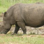 Un rinoceronte bianco maschio di profilo, coperto di fango, bruca a testa bassa sul bordo di una pozza di fango, con il lungo corno anteriore puntato verso il suolo e la coda arrotolata