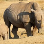 Una femmina di rinoceronte bianco dal lungo corno cammina sulla terra nuda con il piccolo davanti a sé, una zebra sullo sfondo nella luce dorata